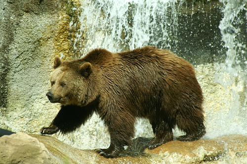 orso
