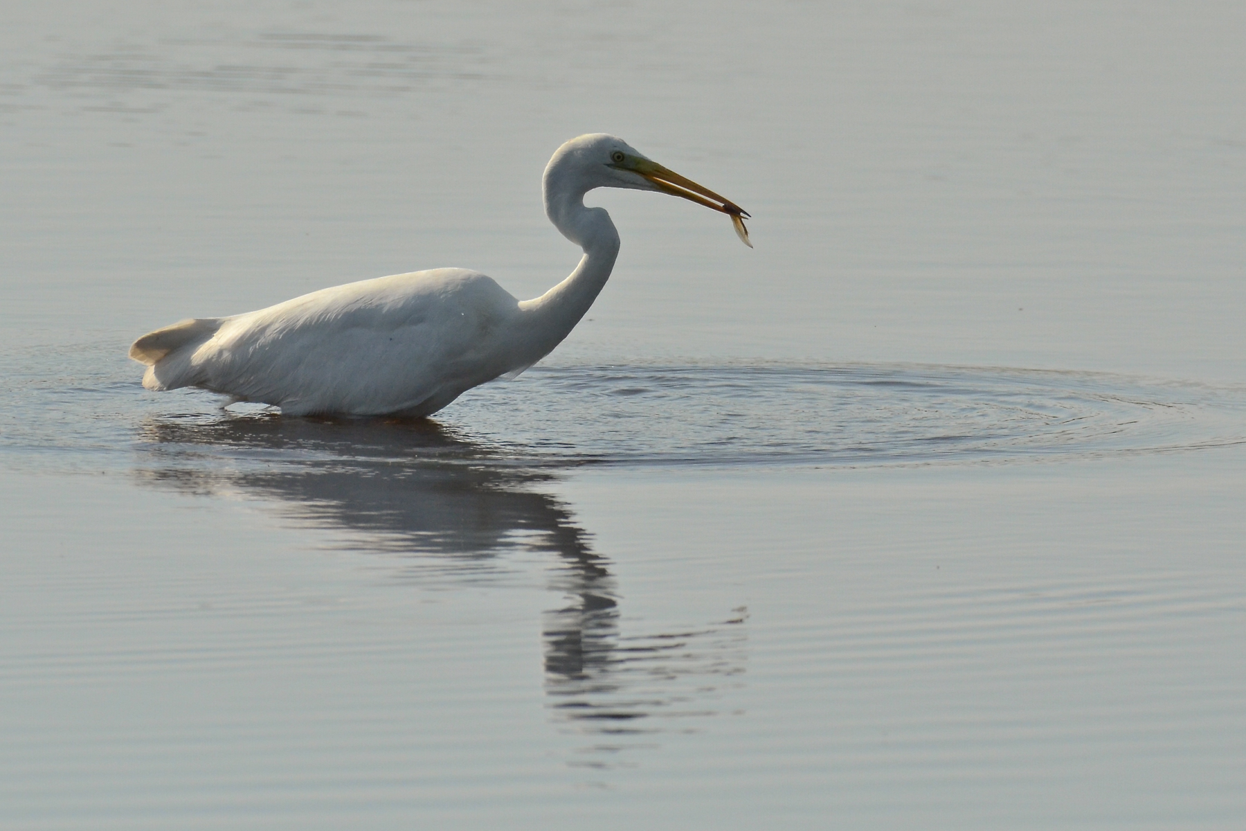 Bianco maggiore con preda