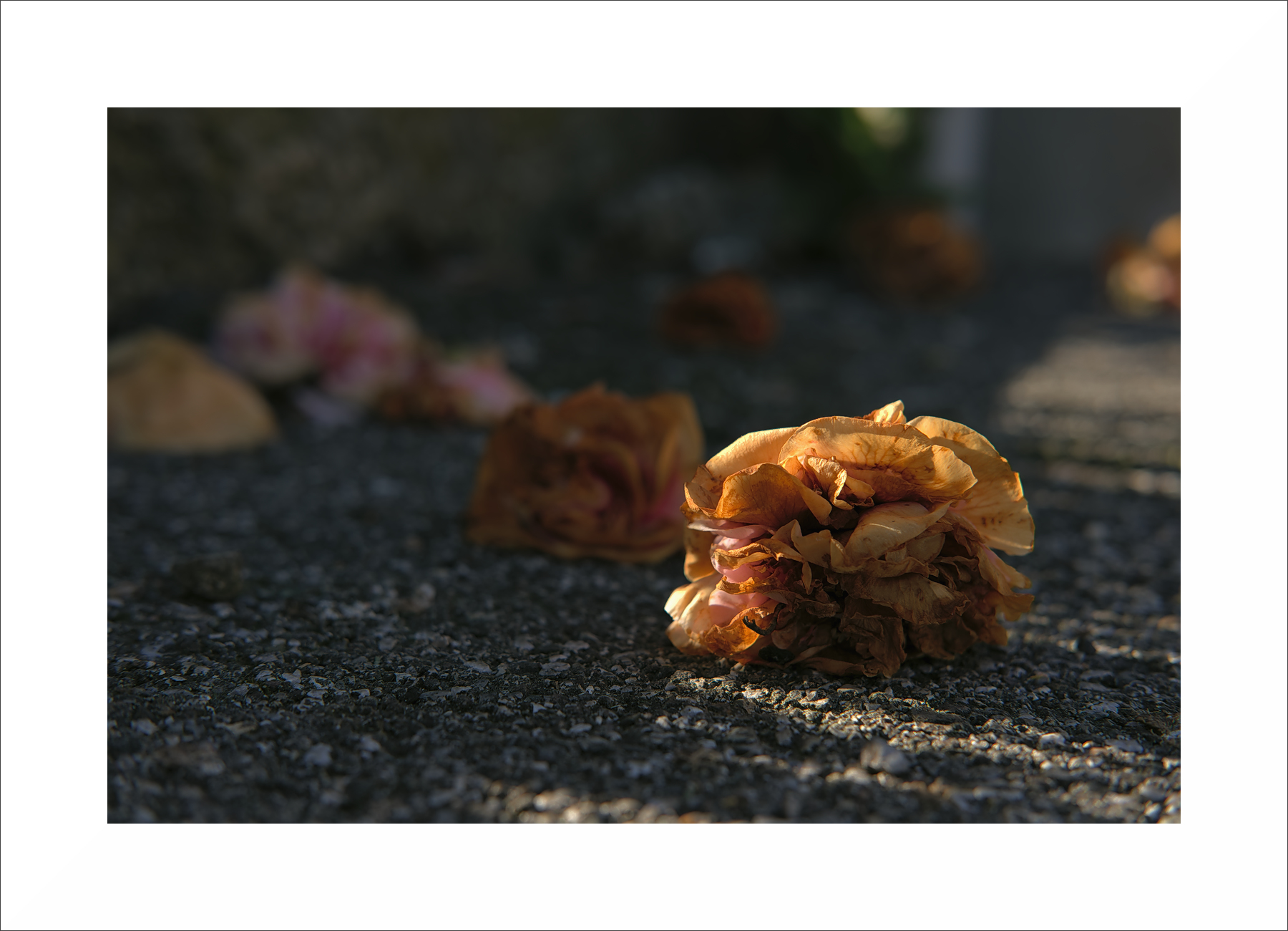 Per ogni fiore caduto