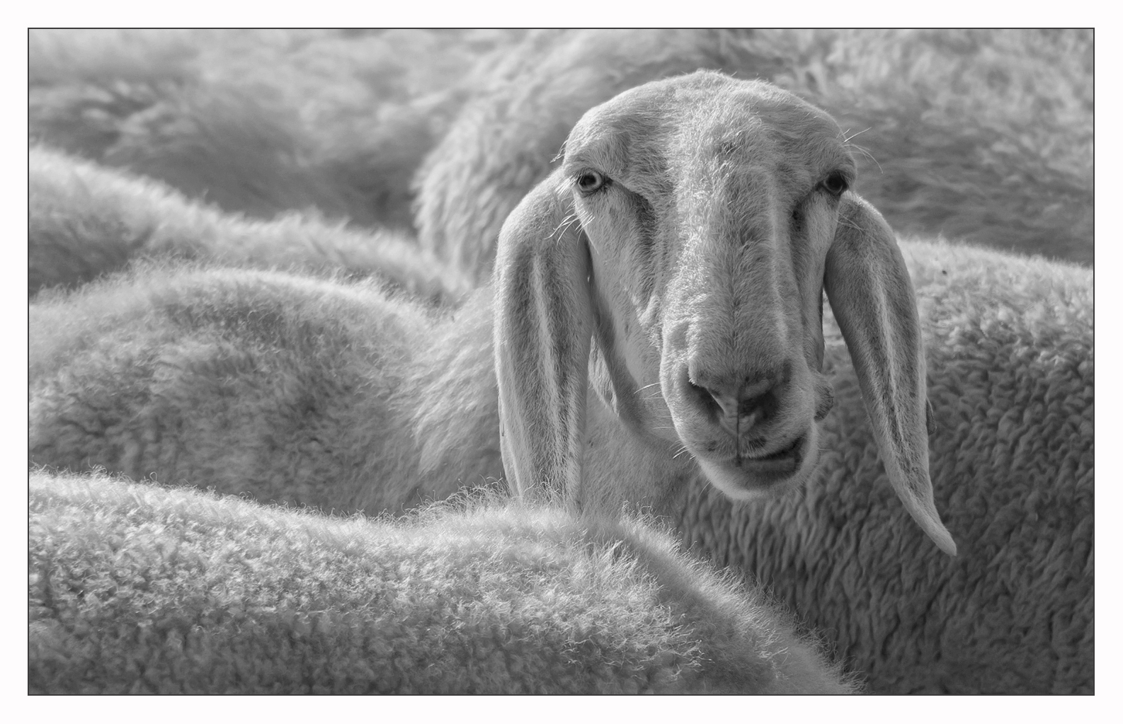 In attesa del sacrificio pasquale