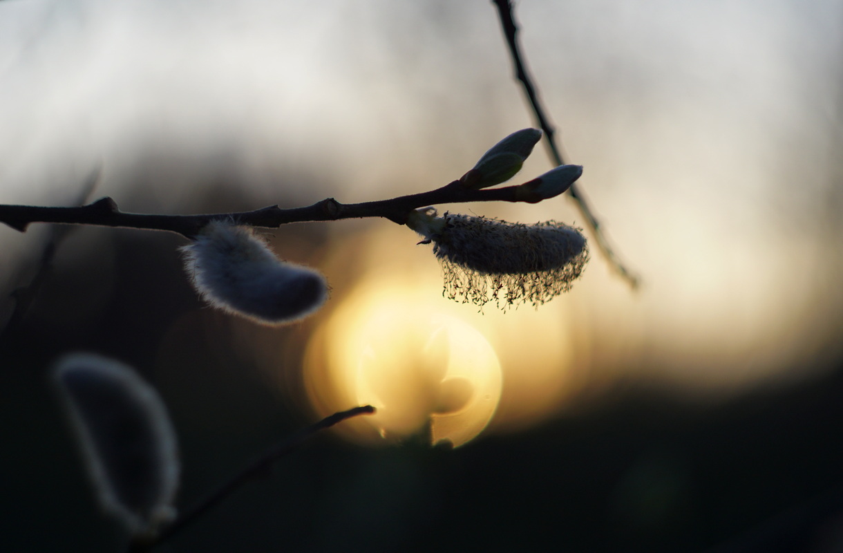 ...ed � subito sera...