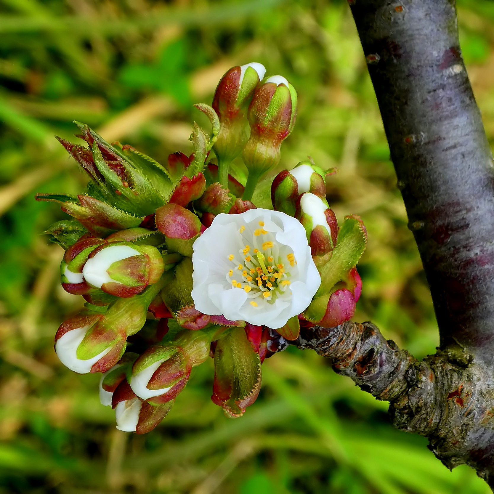 *** Primo fiore di ciliegio ***