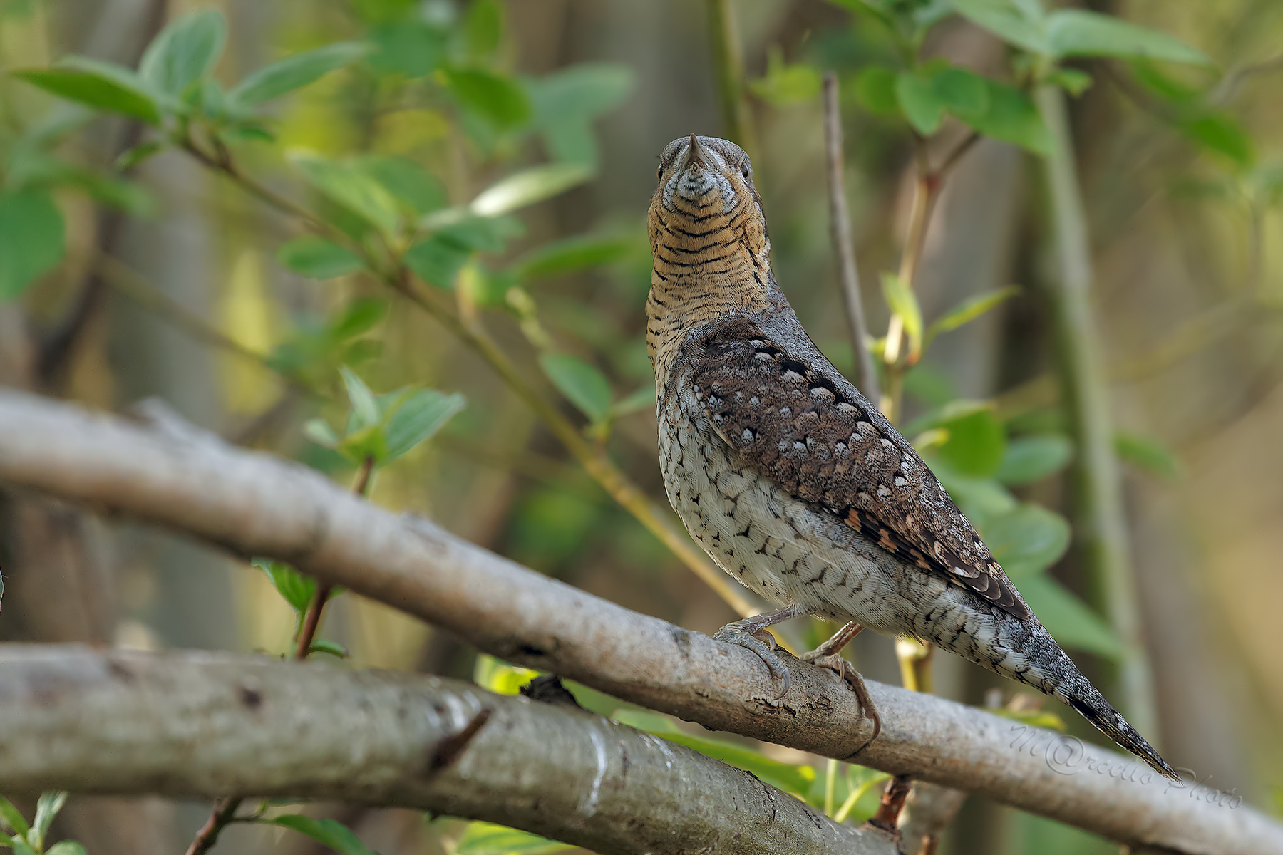 quasi nel capanno....Torcicollo.