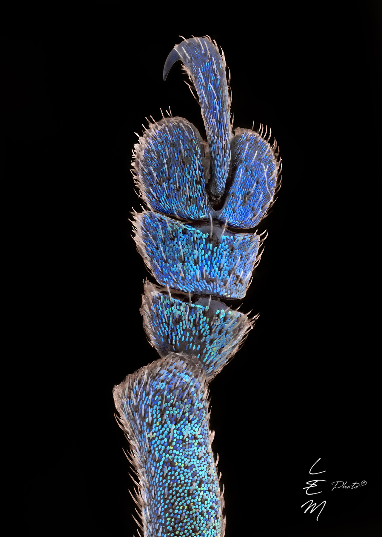 Eupholus schoenherri (Gu�rin-M�neville, 1838)