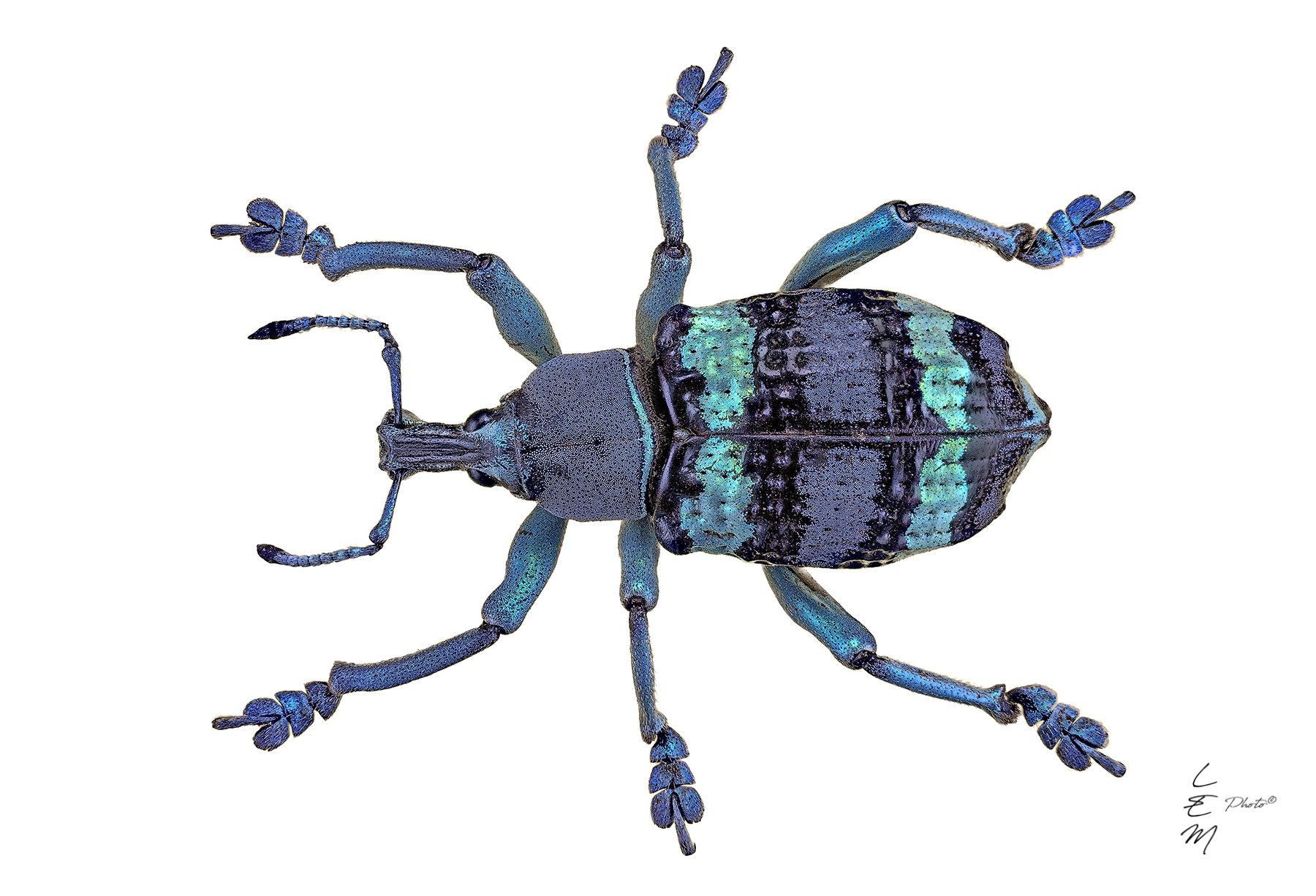 Eupholus schoenherri (Gu�rin-M�neville, 1838)