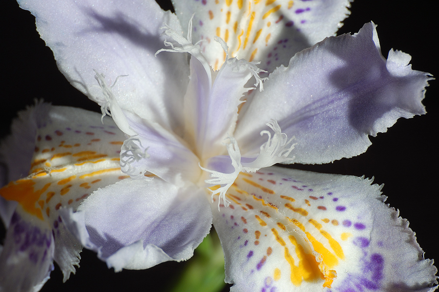 Iris2