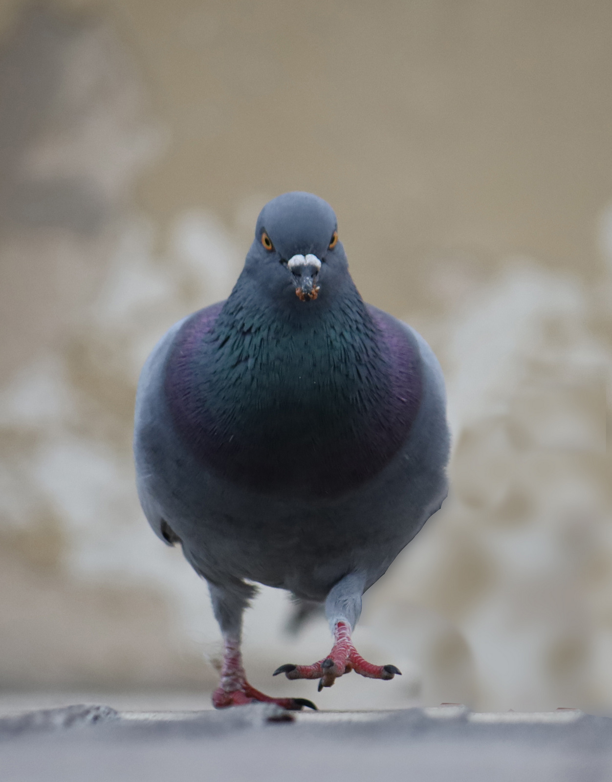 Piccione alla carica!