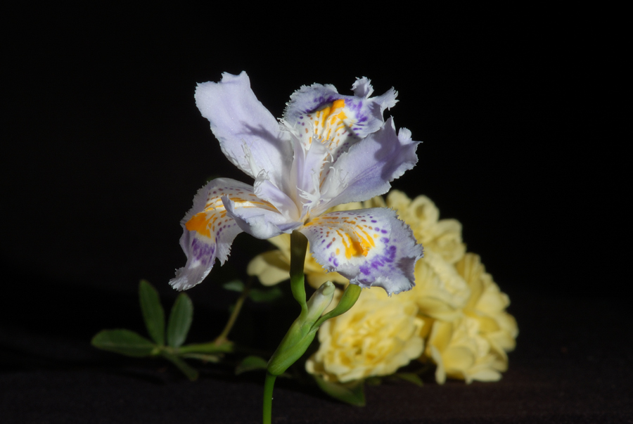 Iris