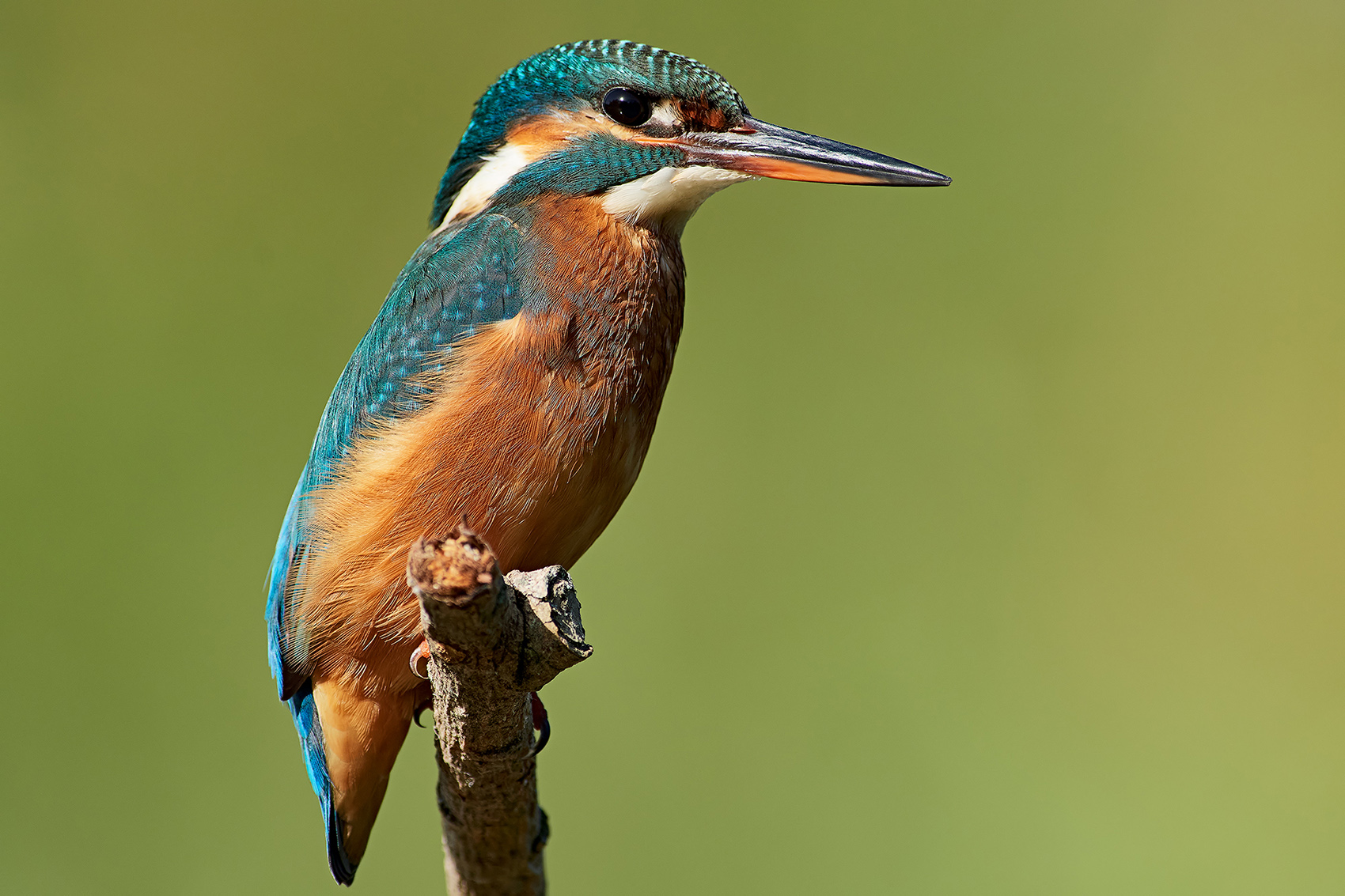Kingfisher
