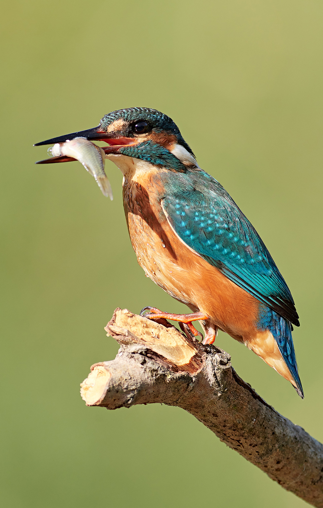 Kingfisher