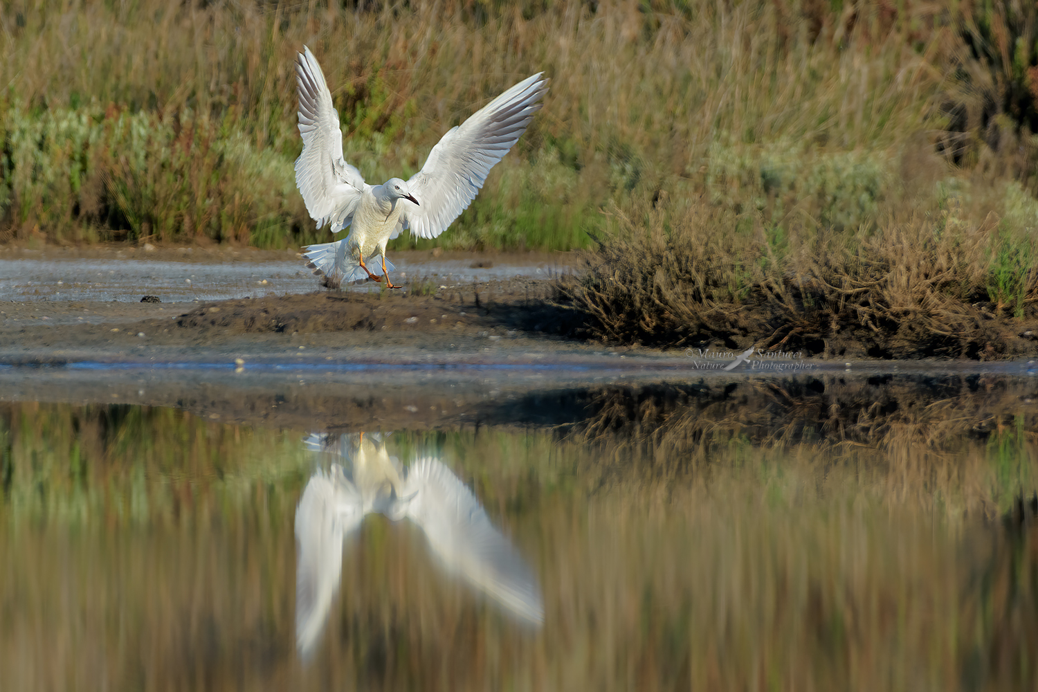 Gabbiano-roseo_DSC2935