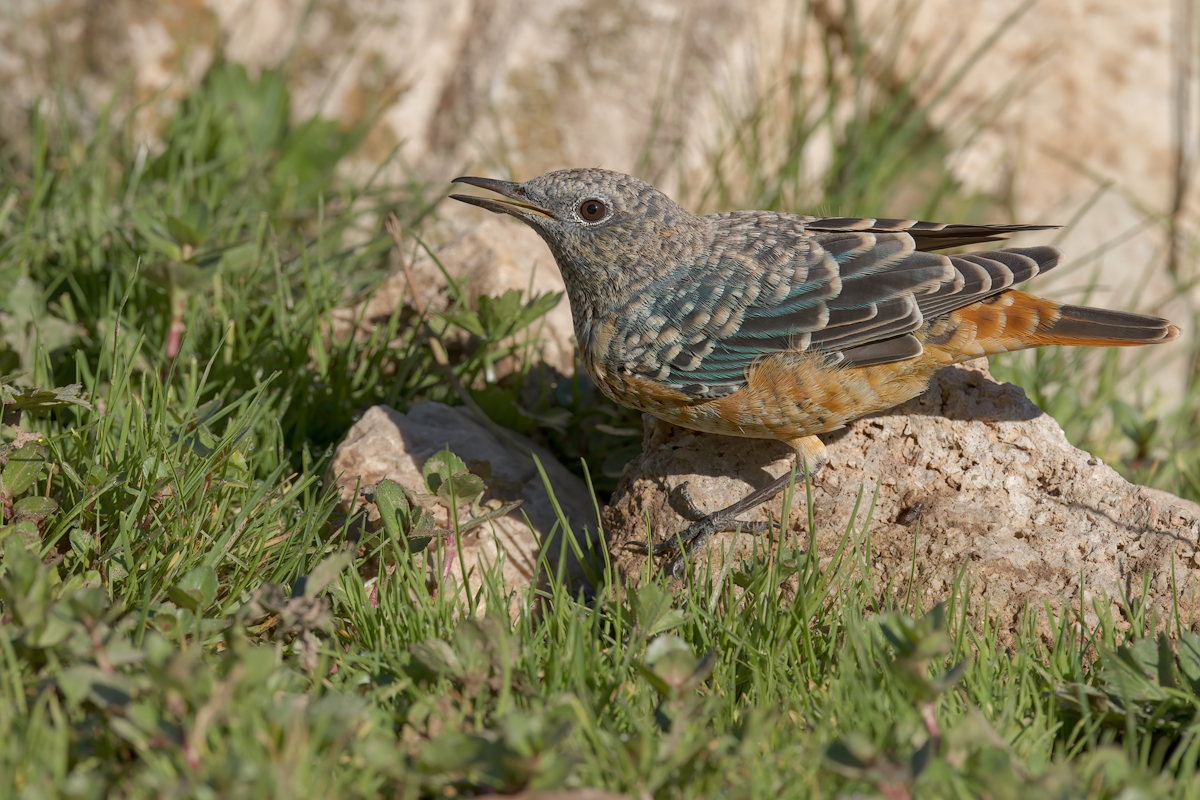 Codirossone (Monticola saxatilis)