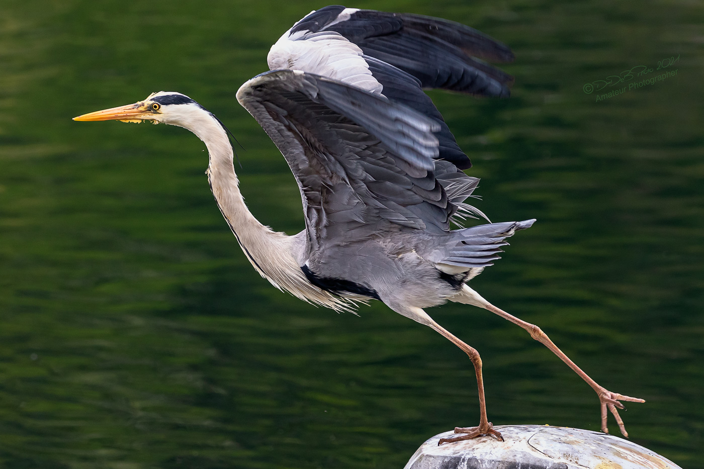 Ardea cinerea