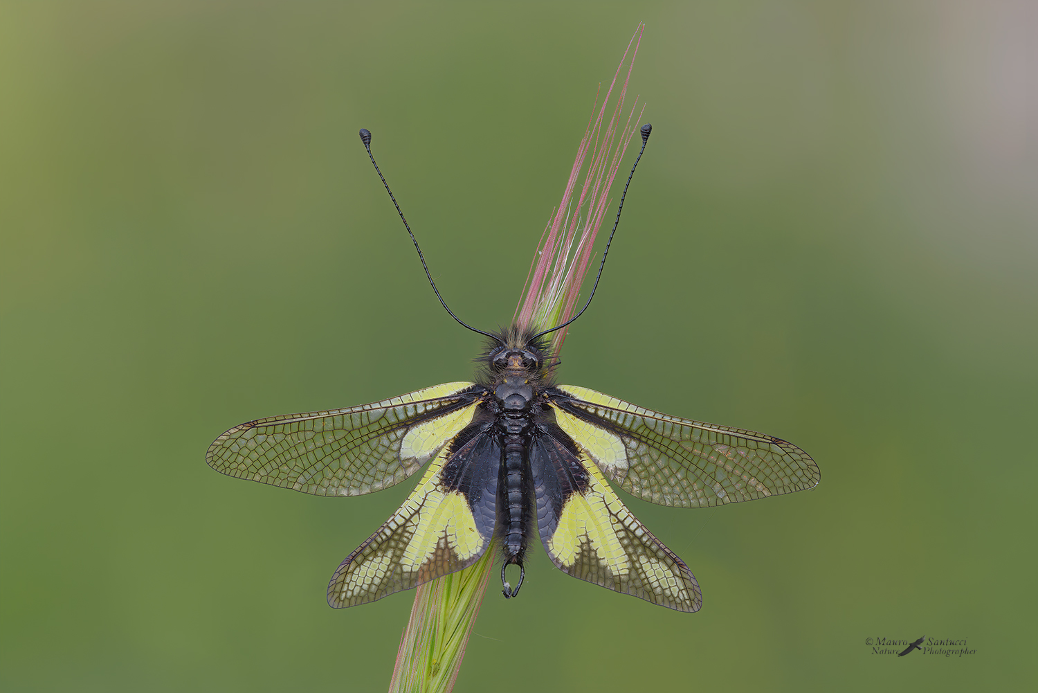 Libelloides-coccajus_DSC0138