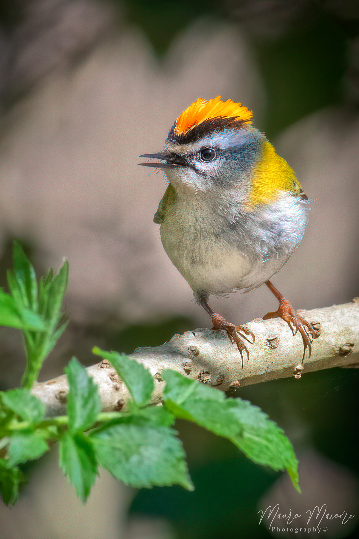 5 grammi di tenerezza