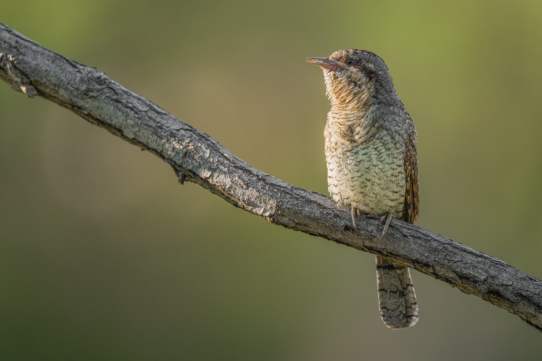 torcicollo al tramonto