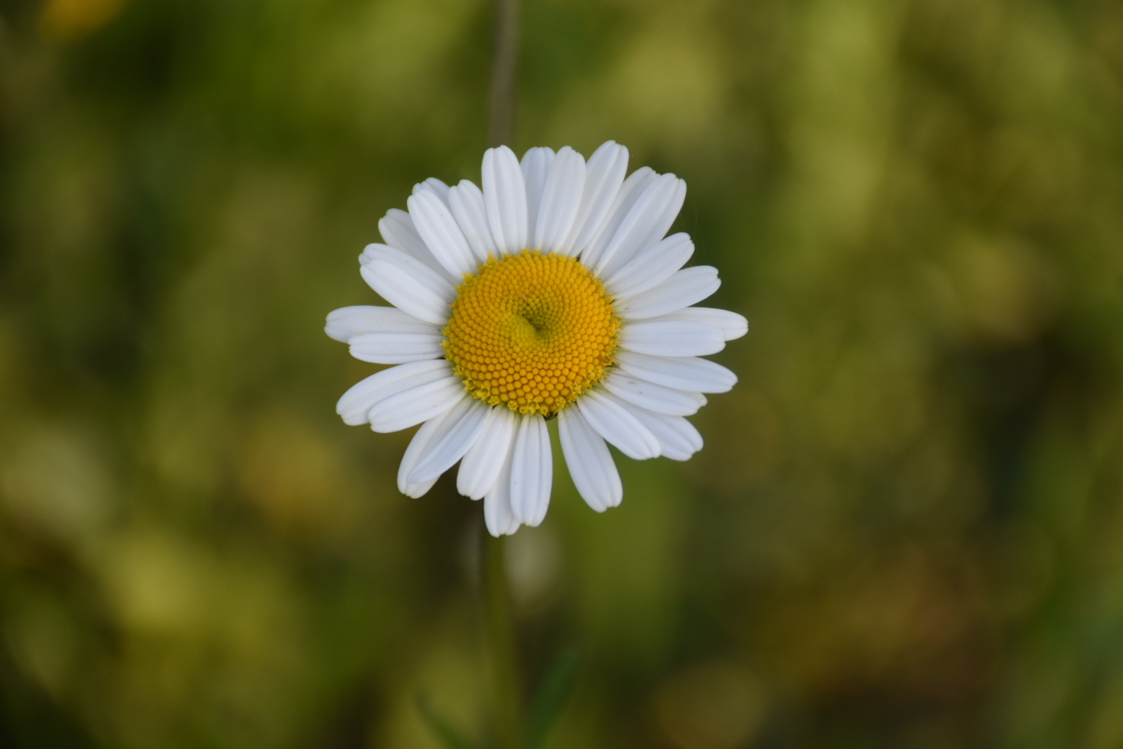 Semplice margherita... 😊