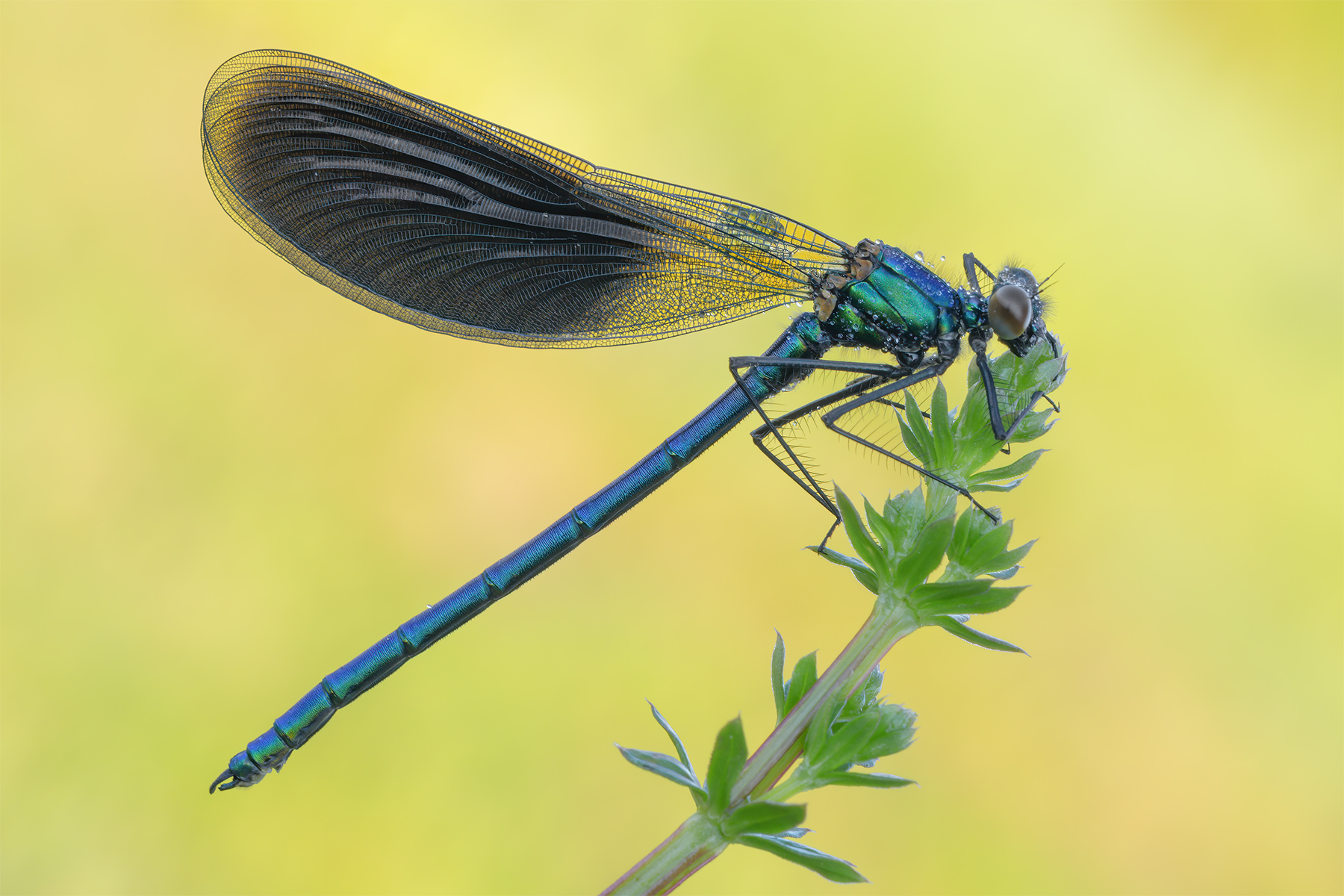 Calopteryx splendens