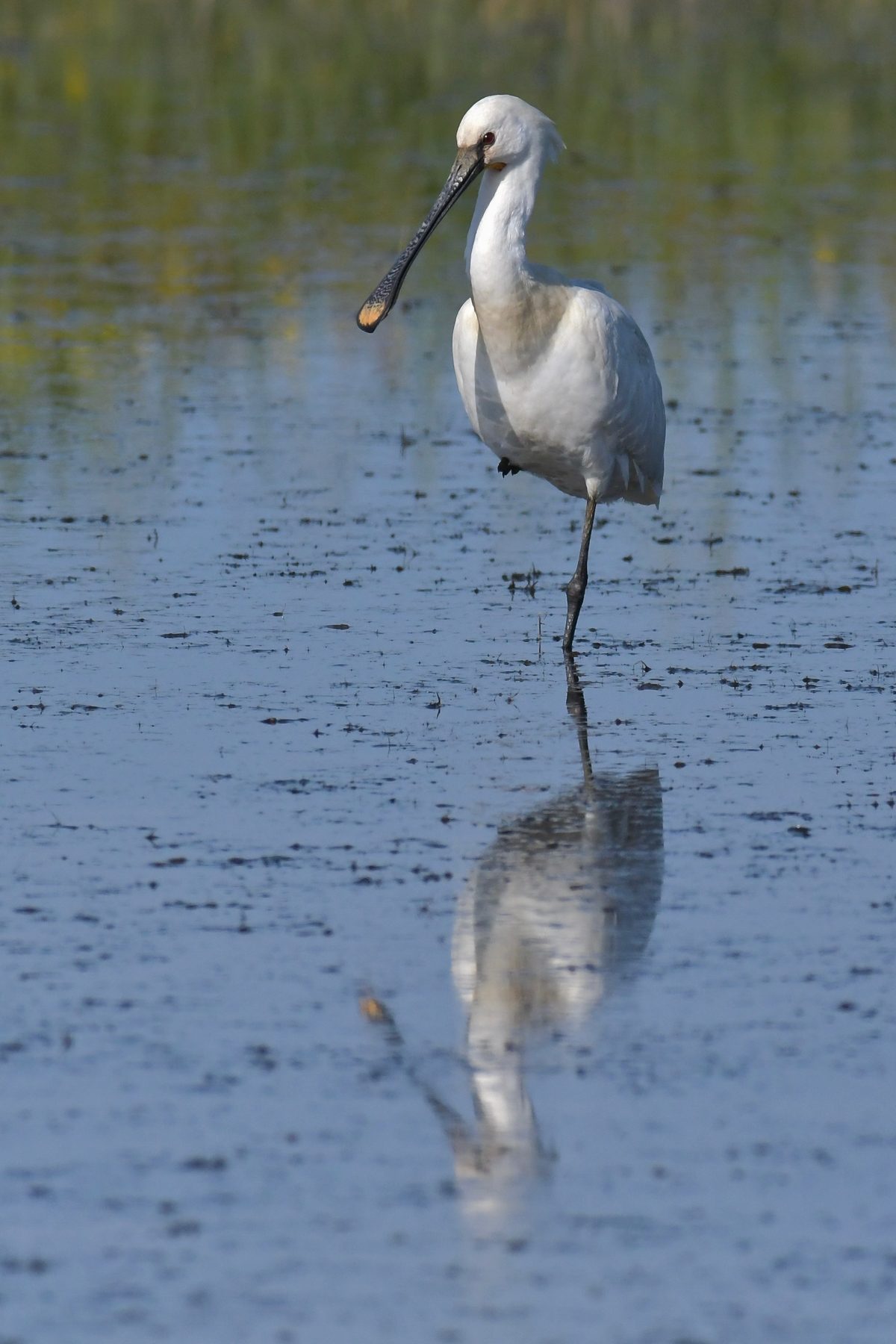 Il riposo della spatola