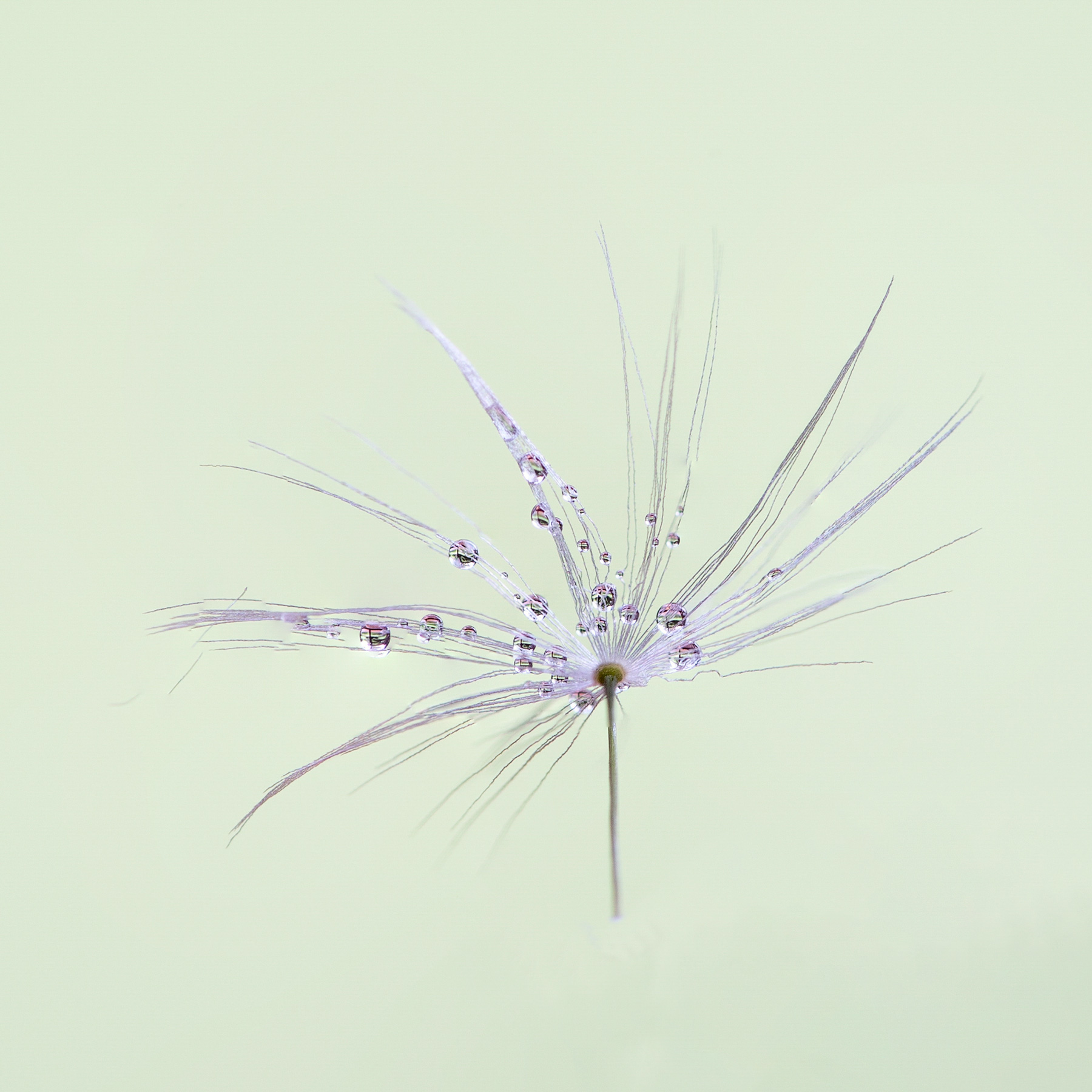 Singolo seme di soffione di Tarassaco