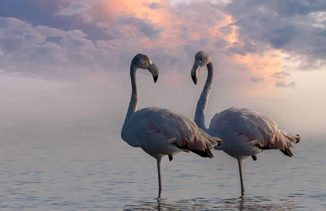 Coppia di fenicotteri