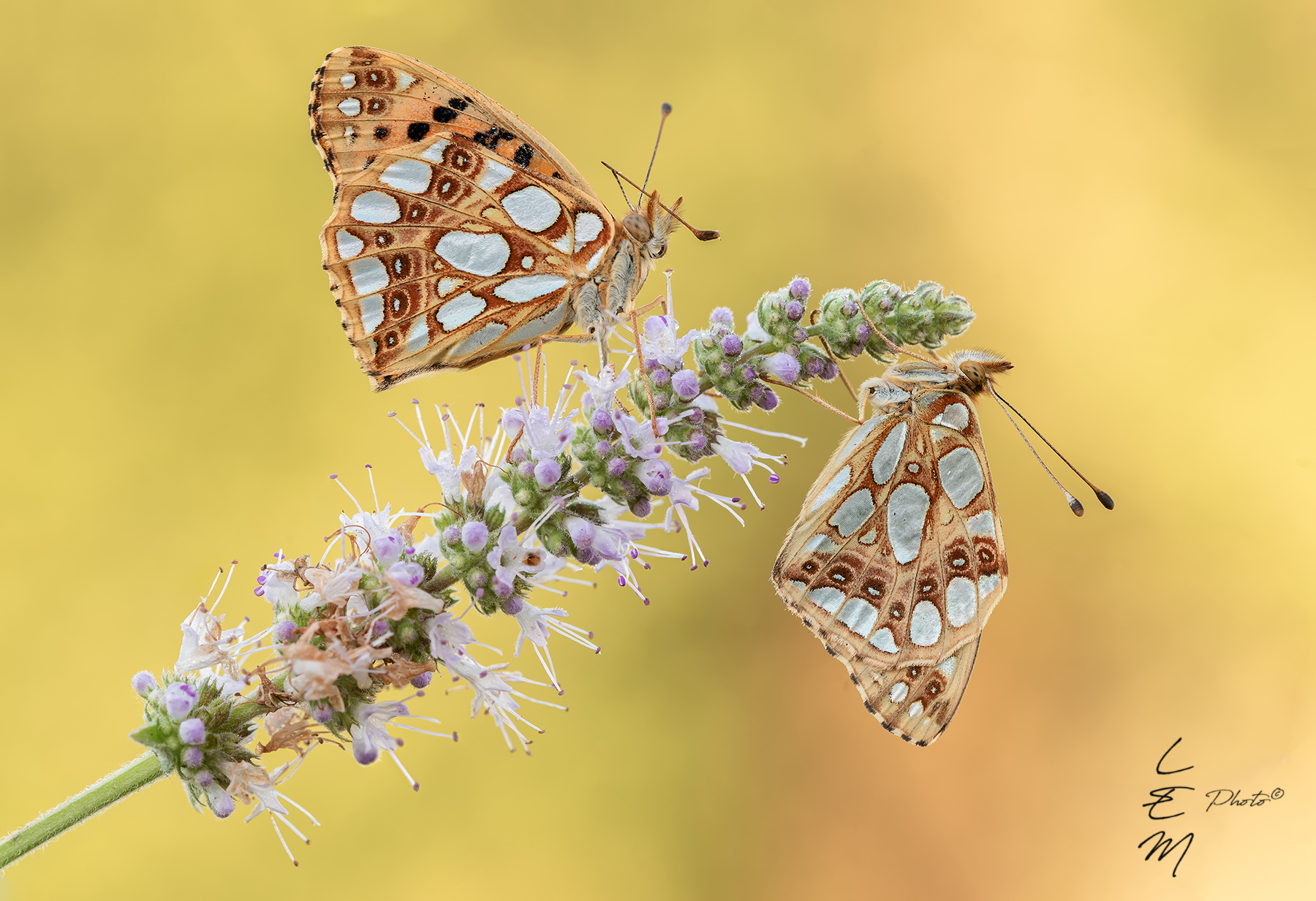 Issoria lathonia� (Linnaeus, 1758