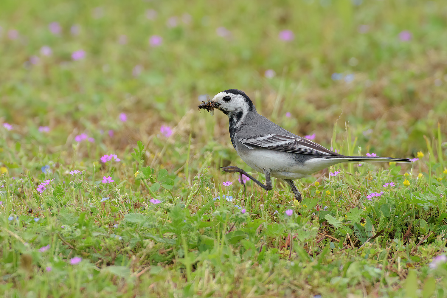 Ballerina-in-cerca-di-cibo_DSC5009