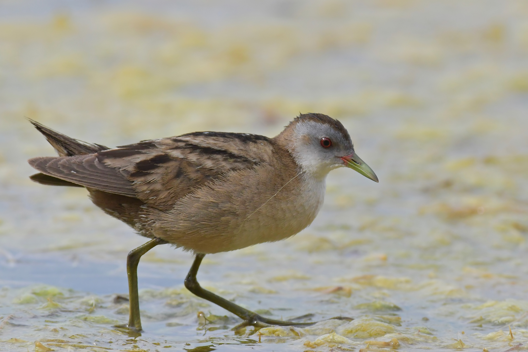 Scusate ma vado di fretta...