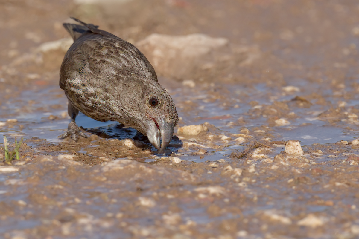Crociere  (Loxia curvirostra)