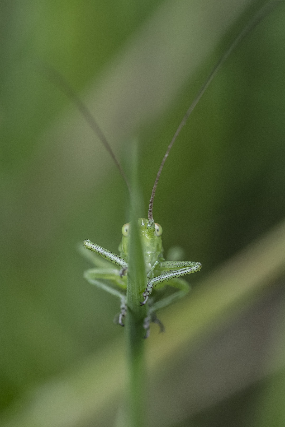 MacroFriends_Mag2021