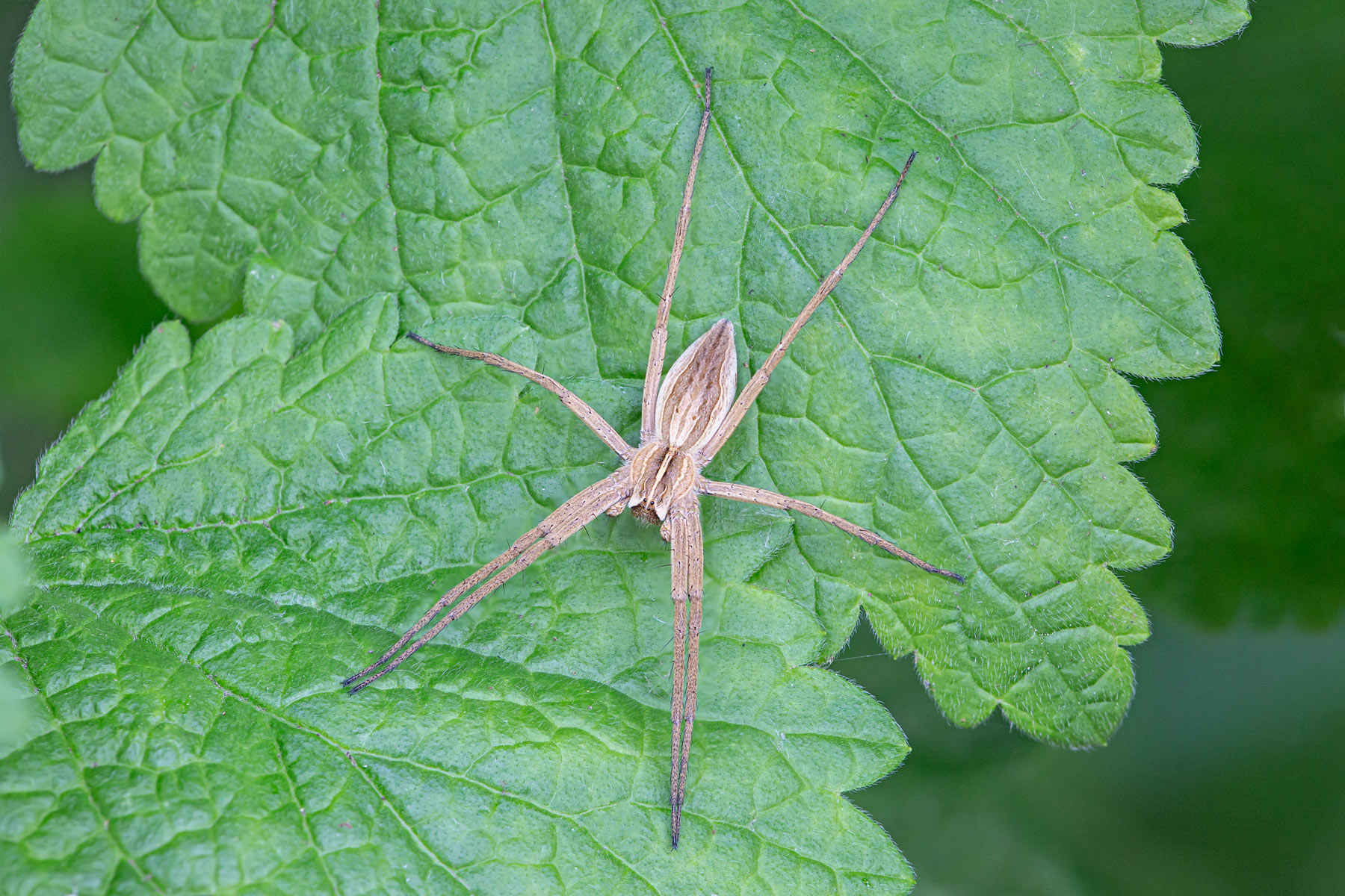 Nuova proposta di Pisaura mirabilis