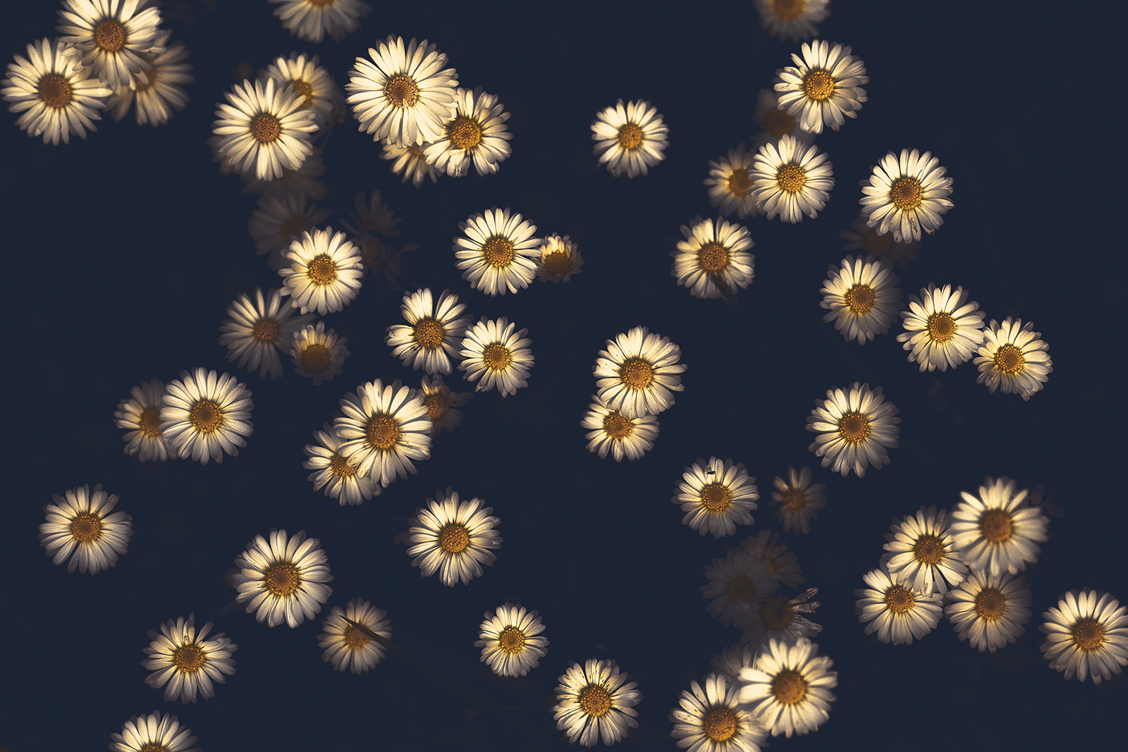 Come un cielo stellato