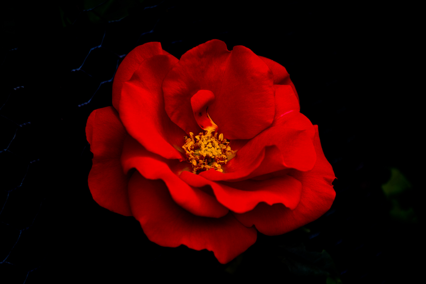Rosa rossa...