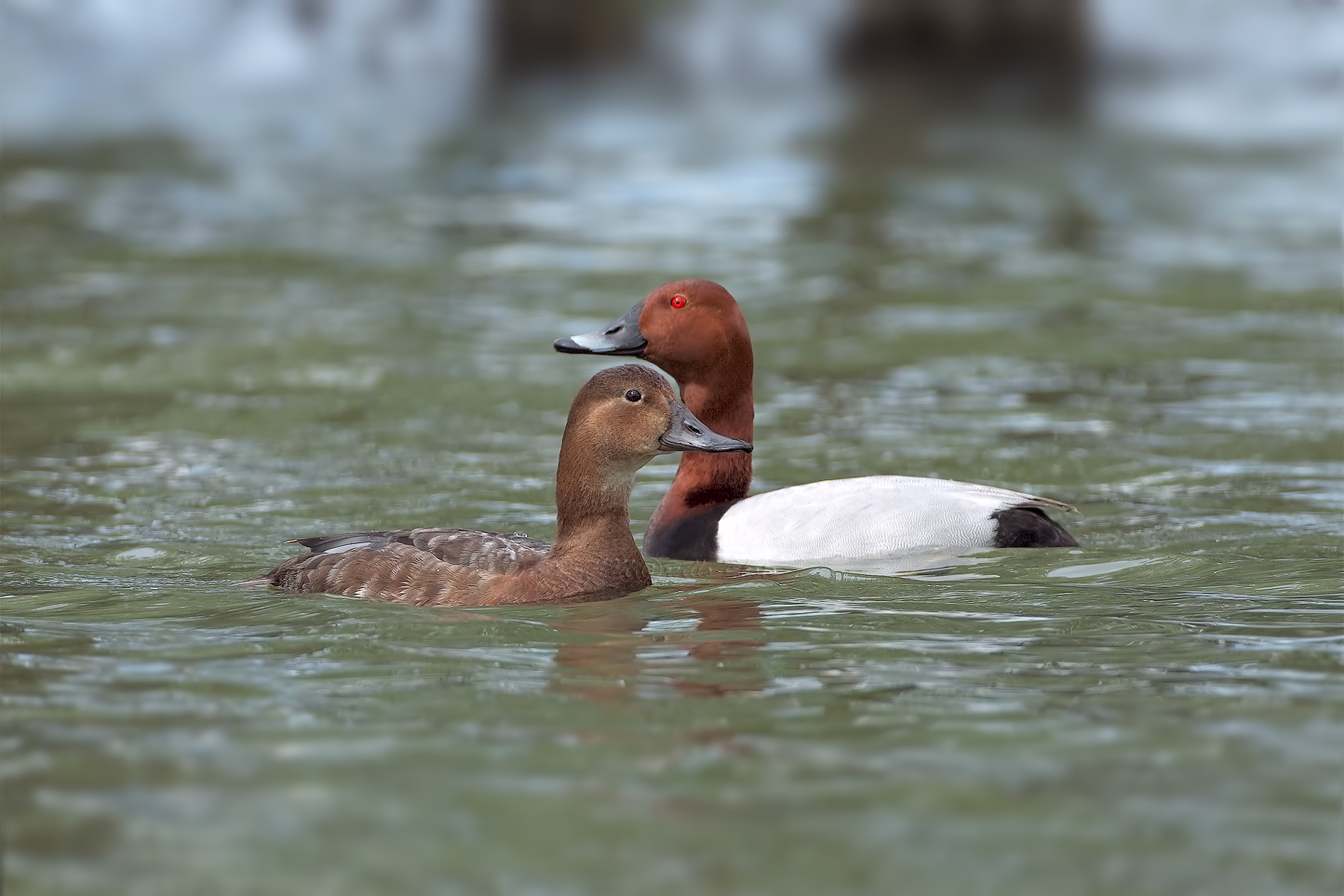 Signora e Signor Moriglione