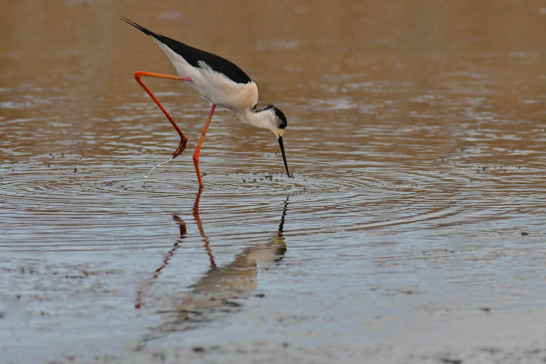 Cavaliere al tramonto