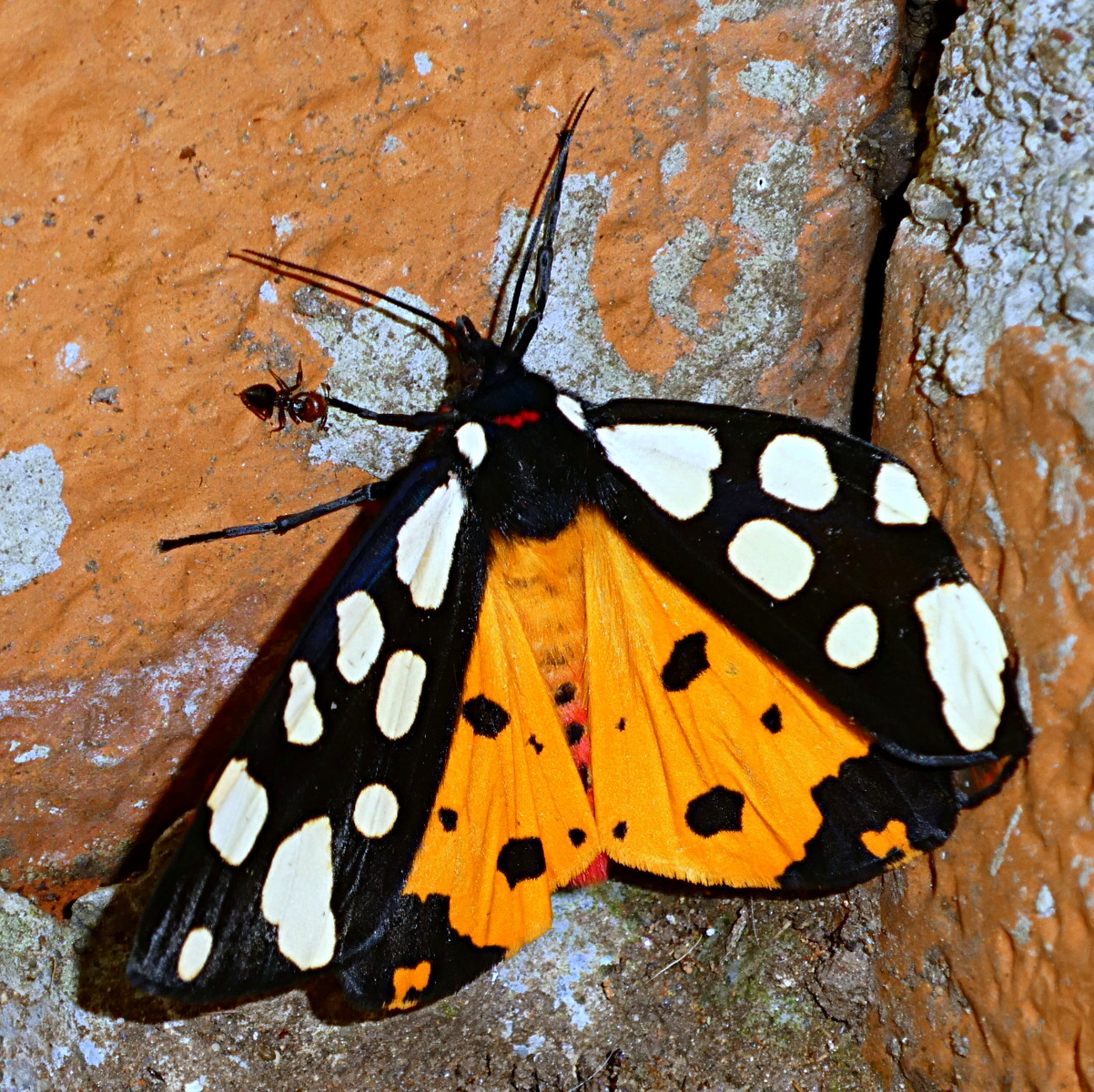 *** Davide e Golia ***