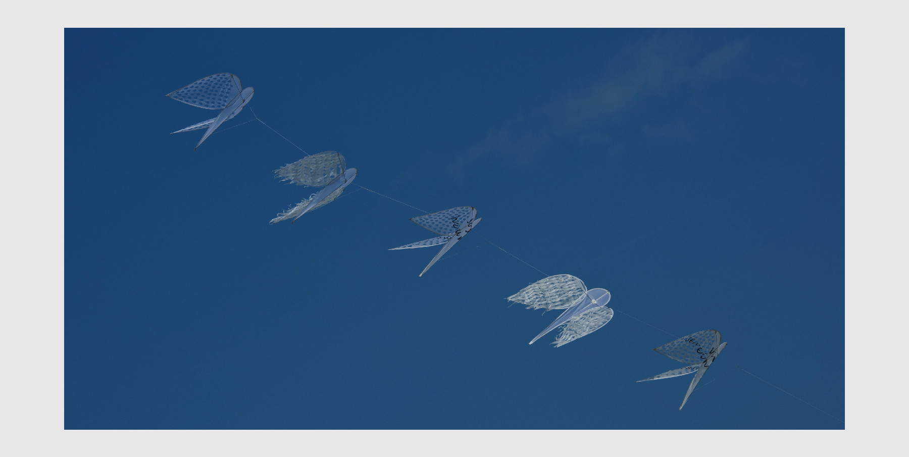 Liberi  di volare...