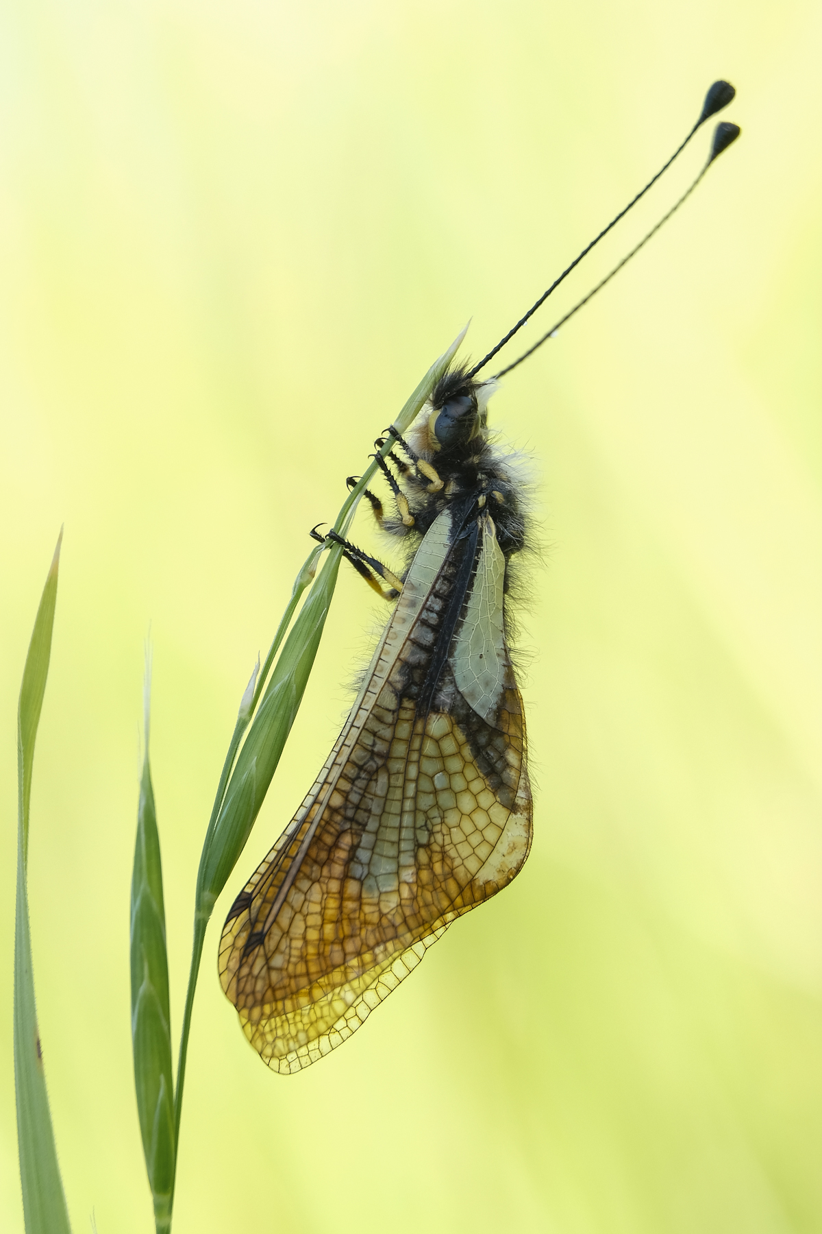 Libelloides coccajus