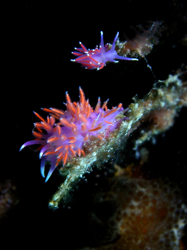 Lumachine di mare (macro sub)