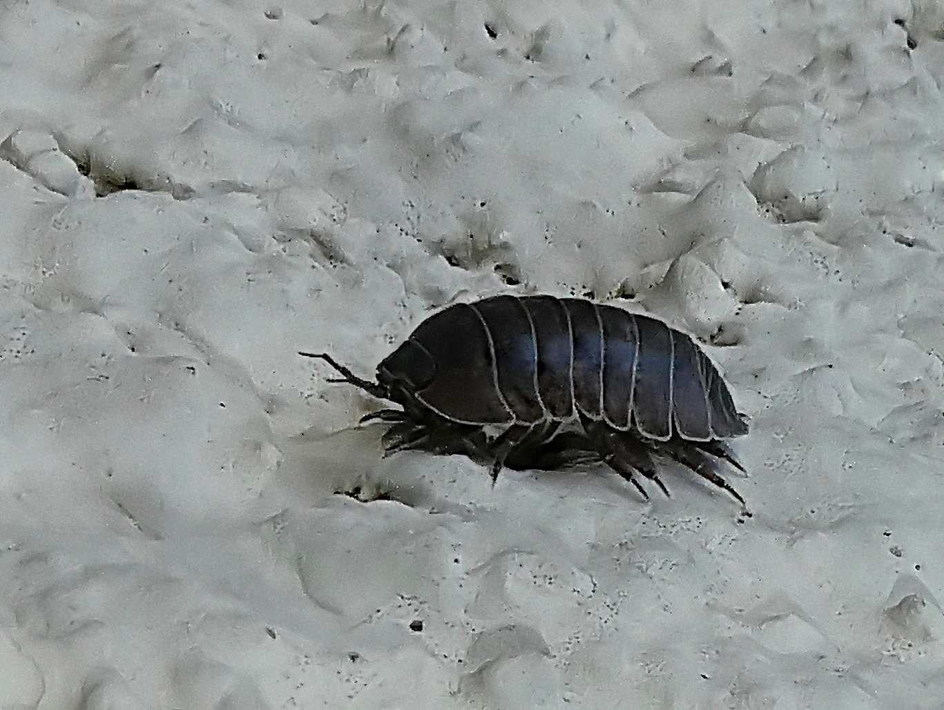 *** il famoso Gattto delle nevi ***