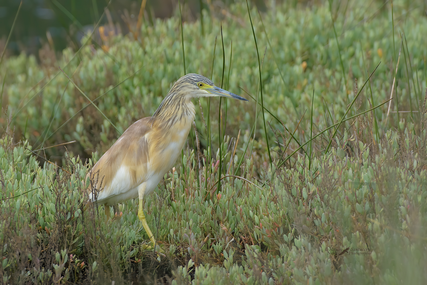 Sgarza-ciuffetto_DSC5506