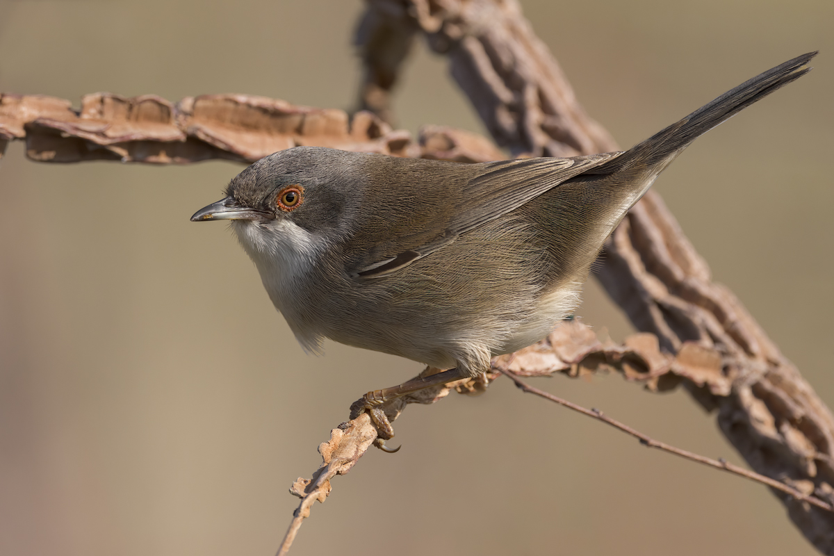 Occhiocotto (Sylvia melanocephala)