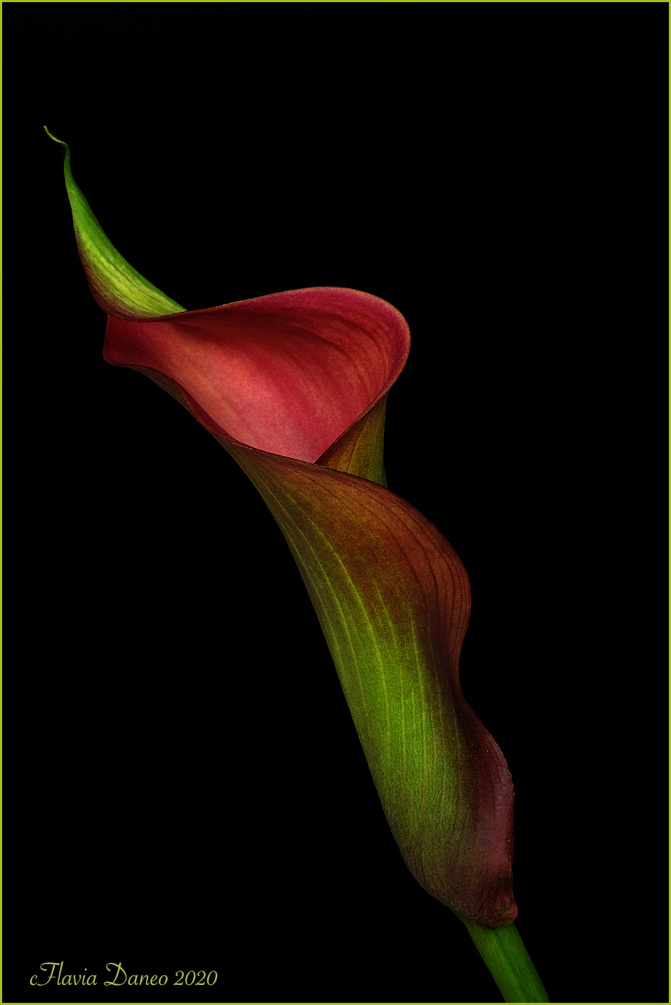 Di rosso e di verde vestita