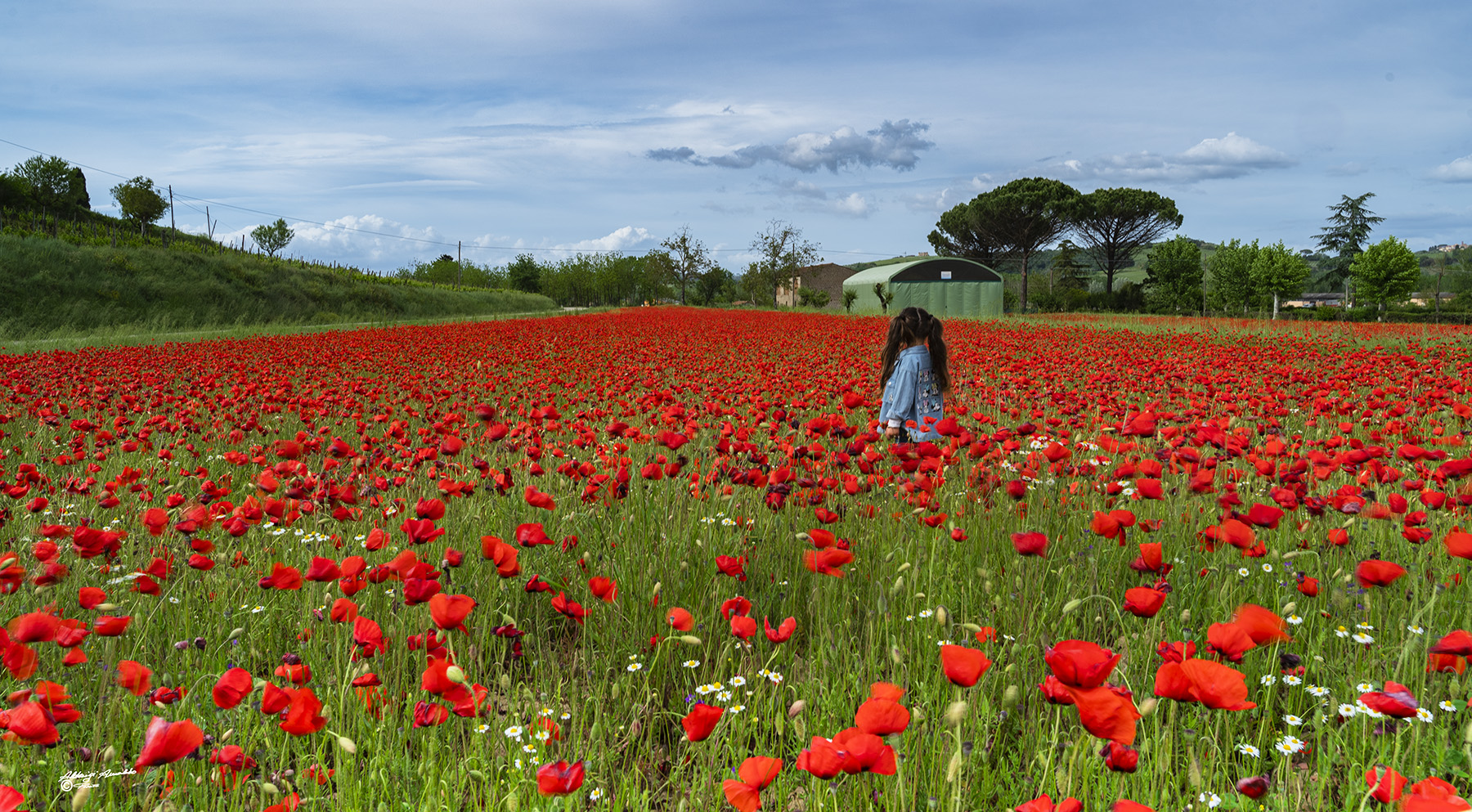 La bambina ed i papaveri..
