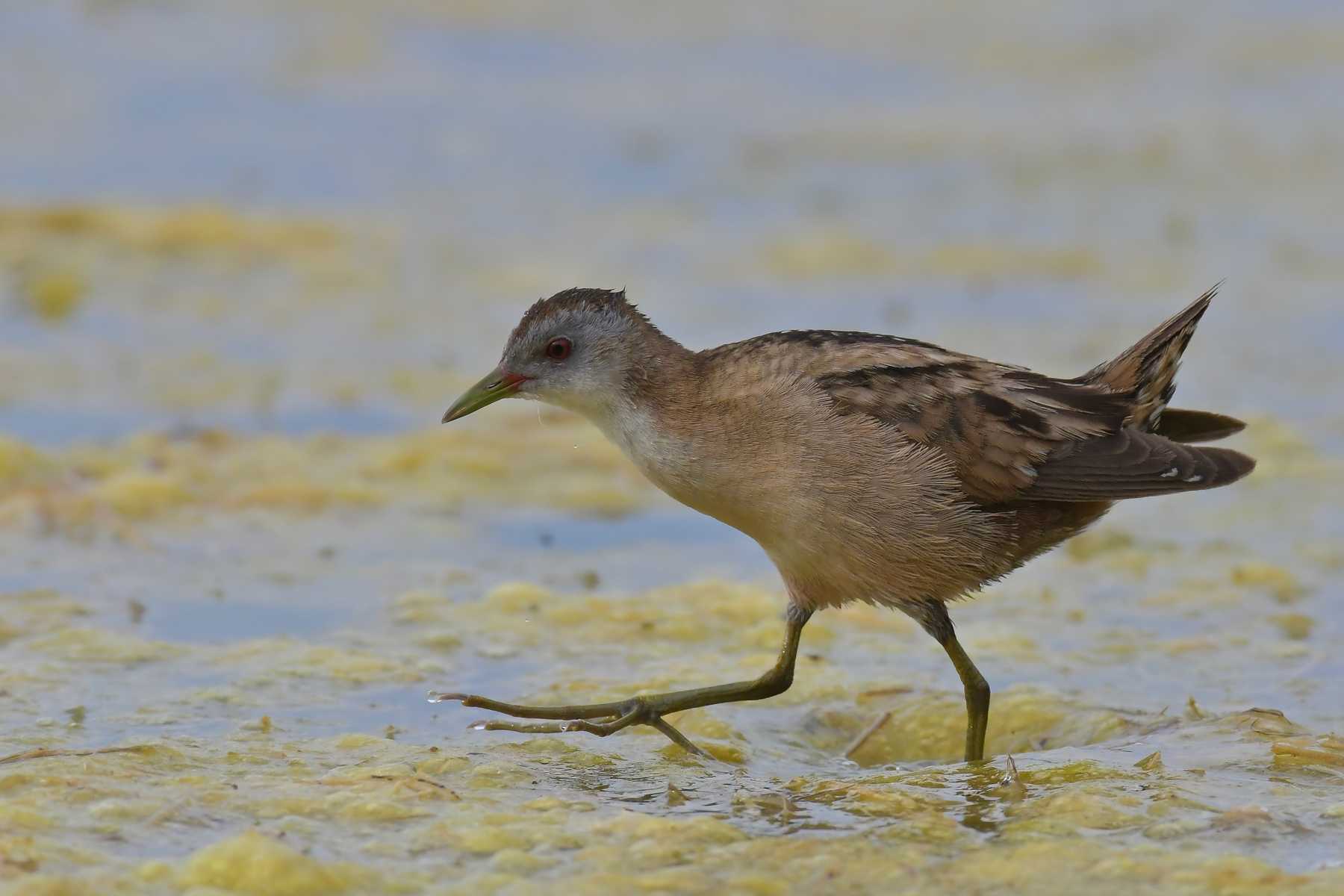 Il passo della schiribilla