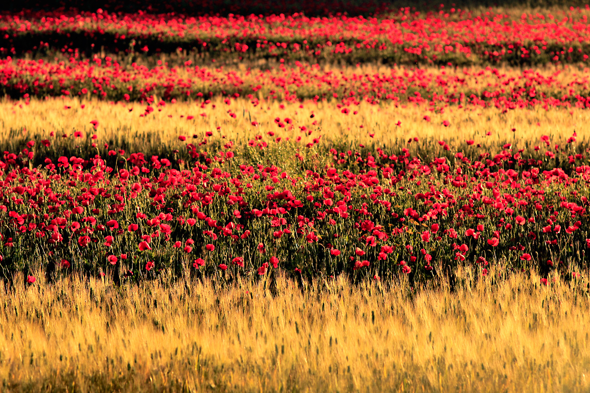 Intercalazione di papaveri e grano