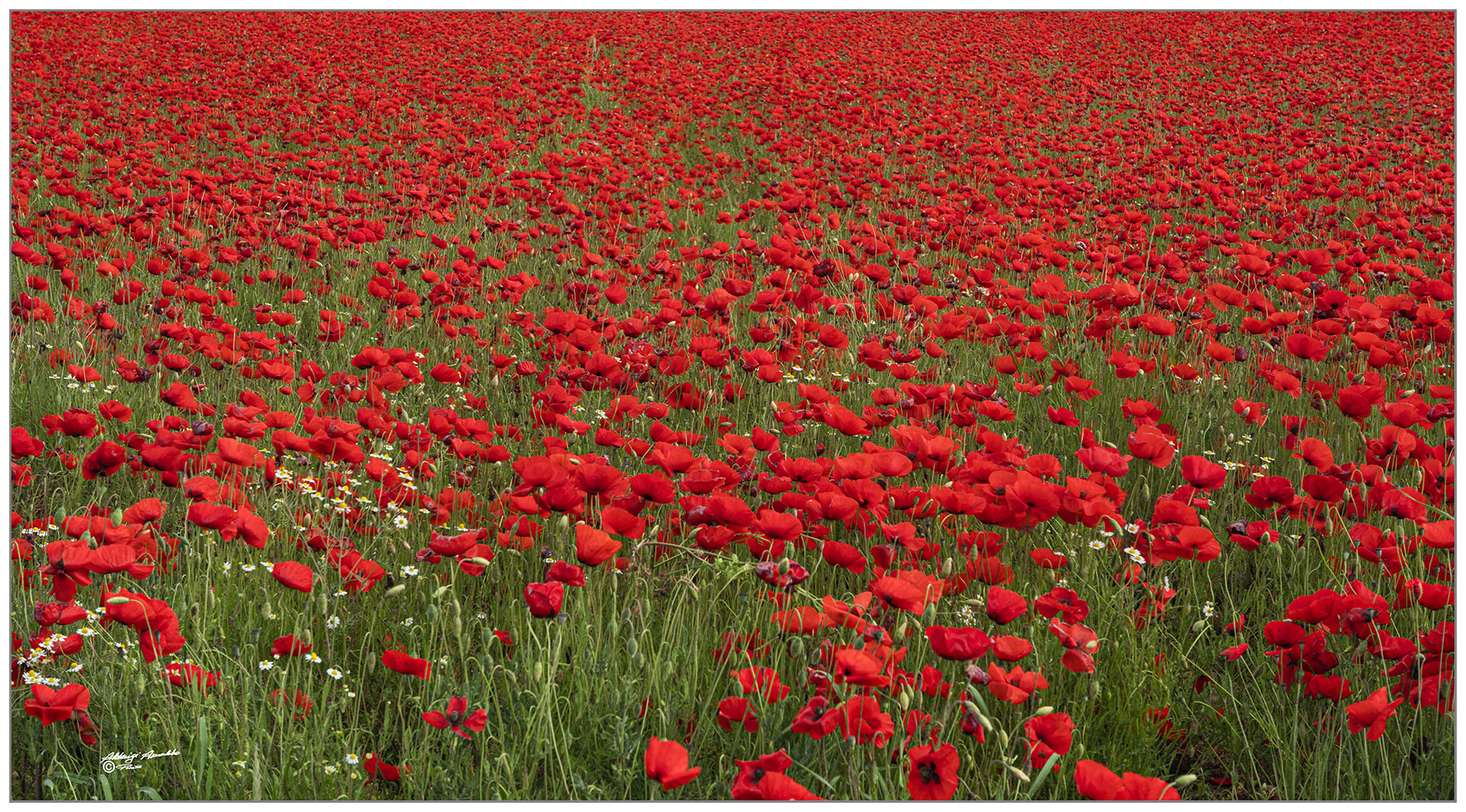 Ma son mille papaveri rossi...