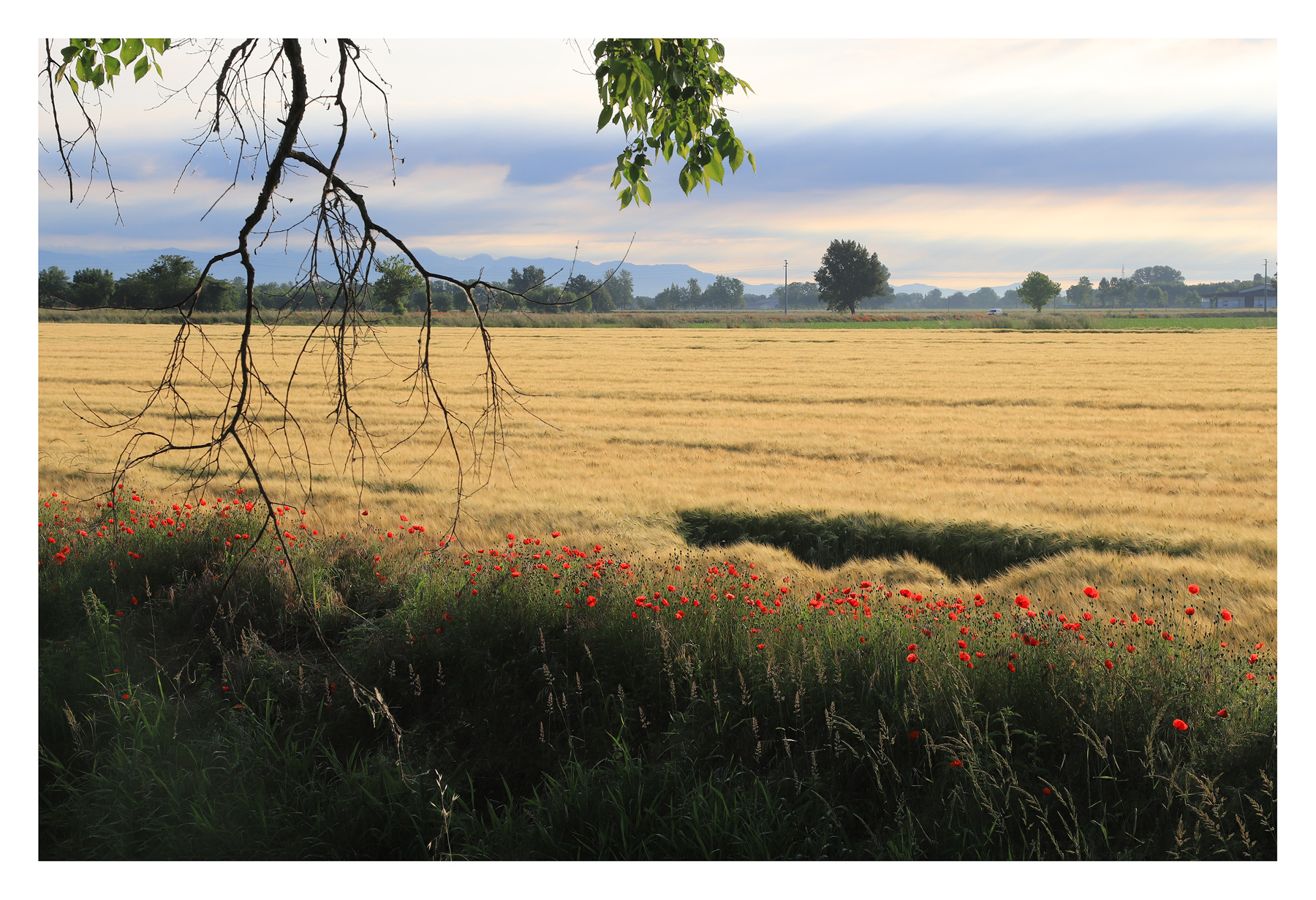dormi sepolto in un campo di grano....
