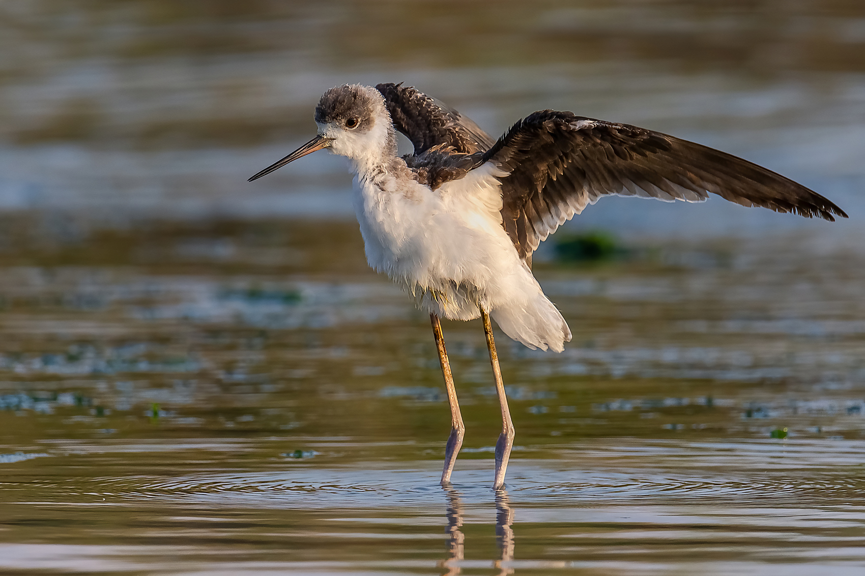 Giovane Cavaliere d'italia