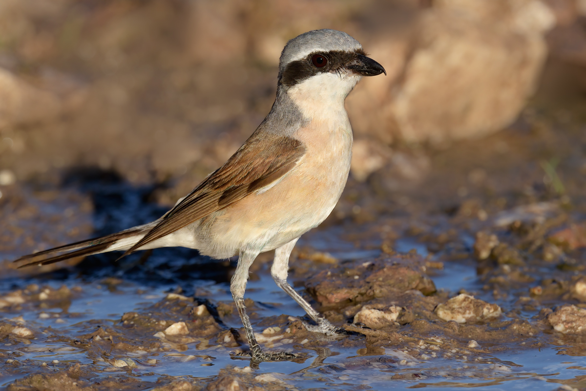 Averla piccola (Lanius collurio)